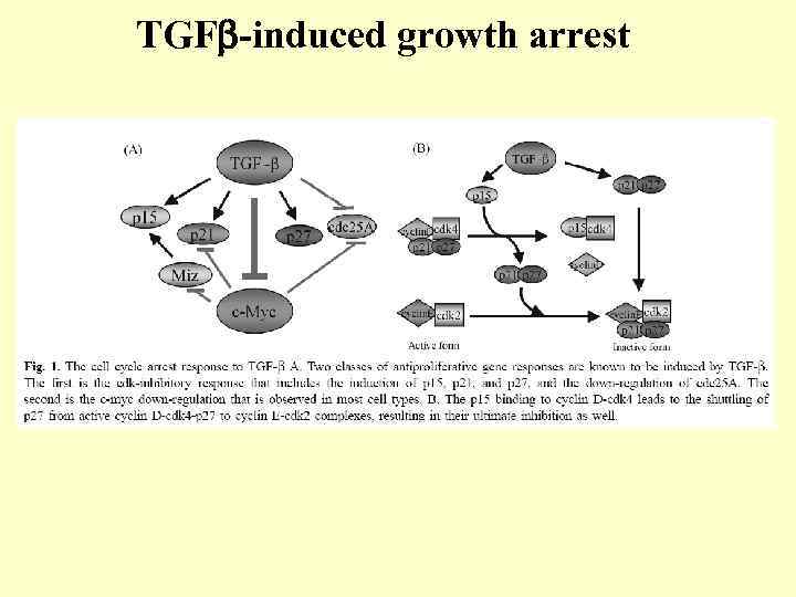 TGF -induced growth arrest 