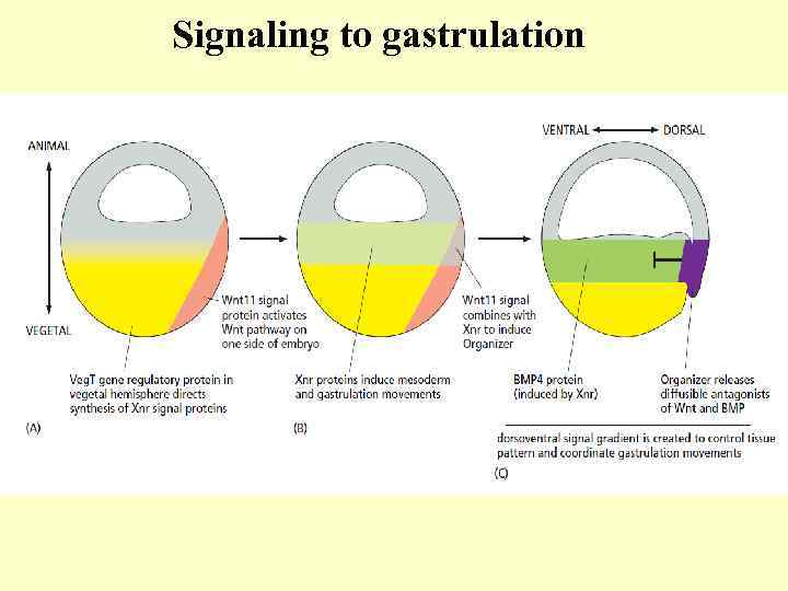 Signaling to gastrulation 