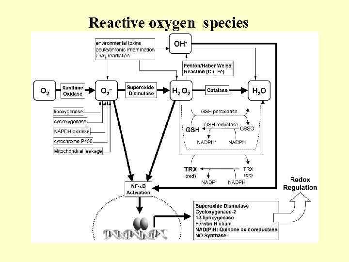 Reactive oxygen species 