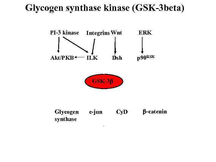 Glycogen synthase kinase (GSK-3 beta) PI-3 kinase Integrins Wnt ERK Akt/PKB ILK p 90