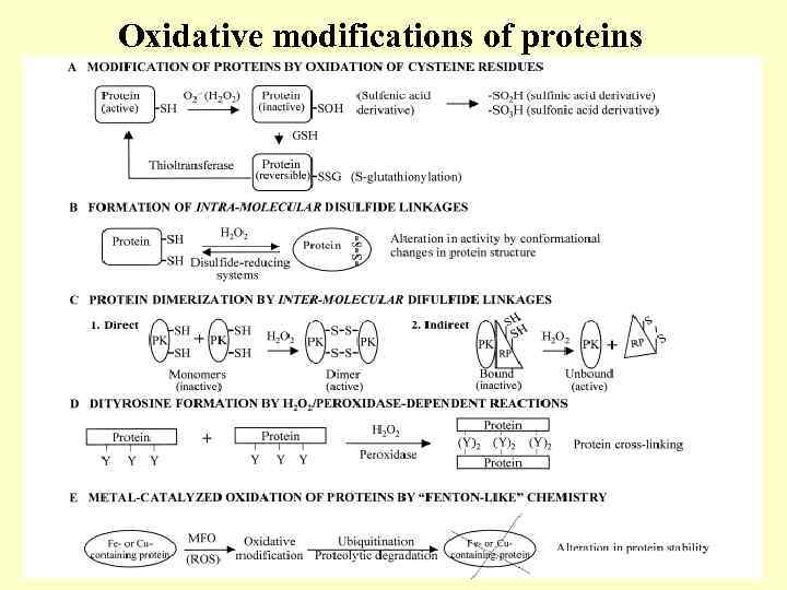 Oxidative modifications of proteins 