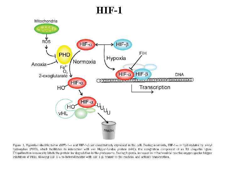 HIF-1 