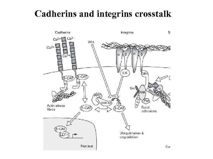 Cadherins and integrins crosstalk 
