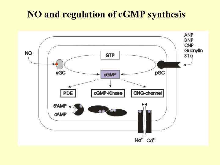 NO and regulation of c. GMP synthesis 