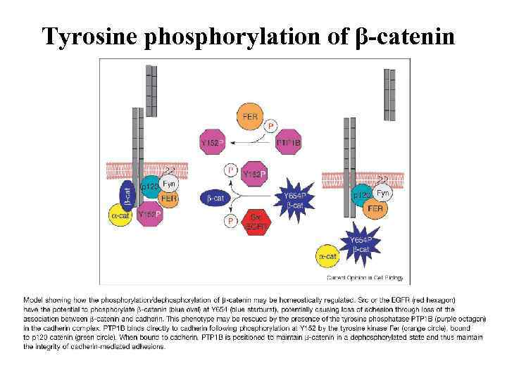 Tyrosine phosphorylation of β-catenin 