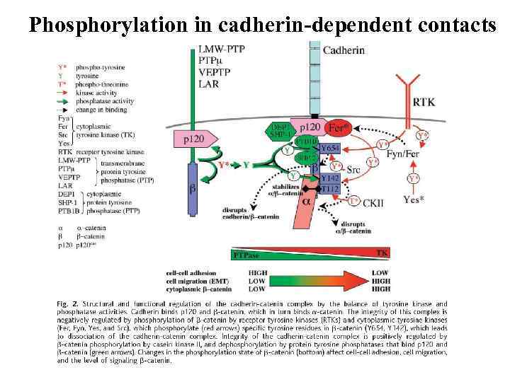 Phosphorylation in cadherin-dependent contacts 
