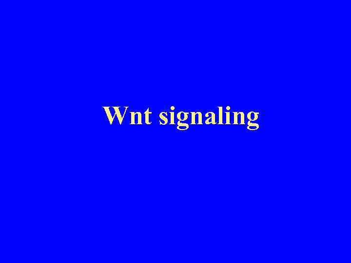 Wnt signaling 