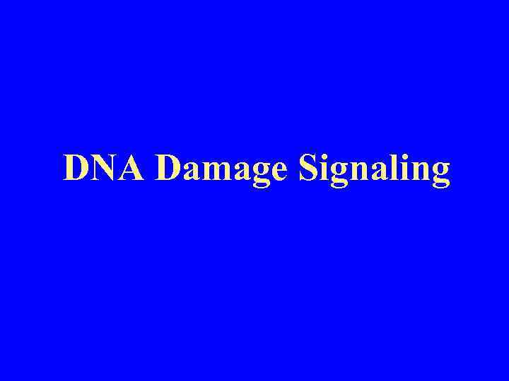DNA Damage Signaling 