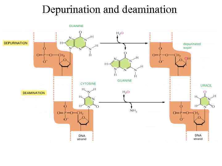 Depurination and deamination 