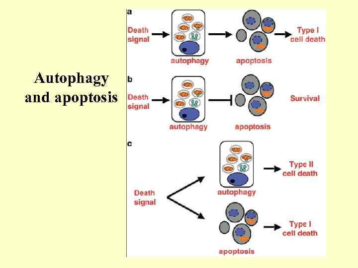 Autophagy and apoptosis 