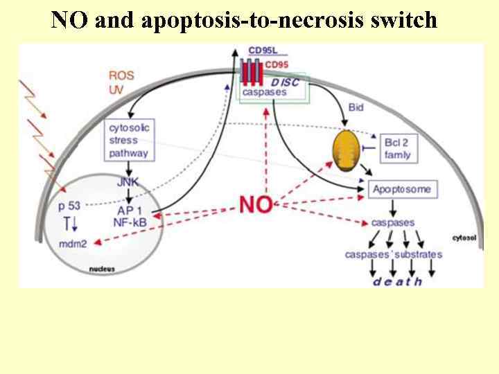 NO and apoptosis-to-necrosis switch 