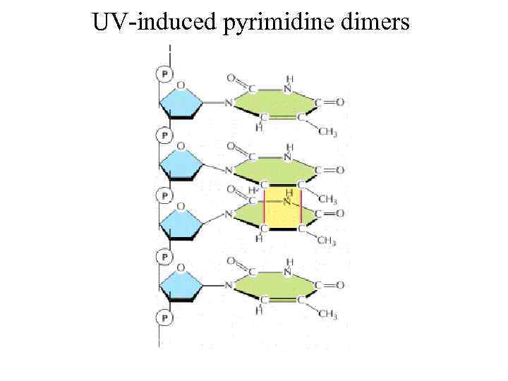 UV-induced pyrimidine dimers 