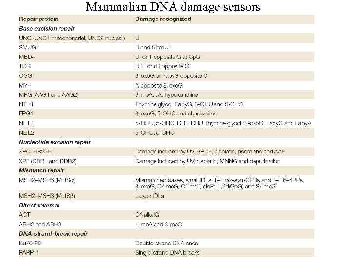 Mammalian DNA damage sensors 