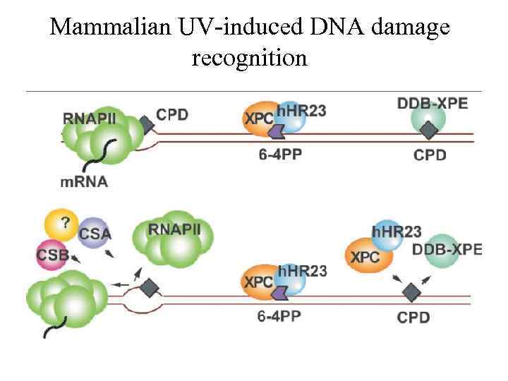 Mammalian UV-induced DNA damage recognition 