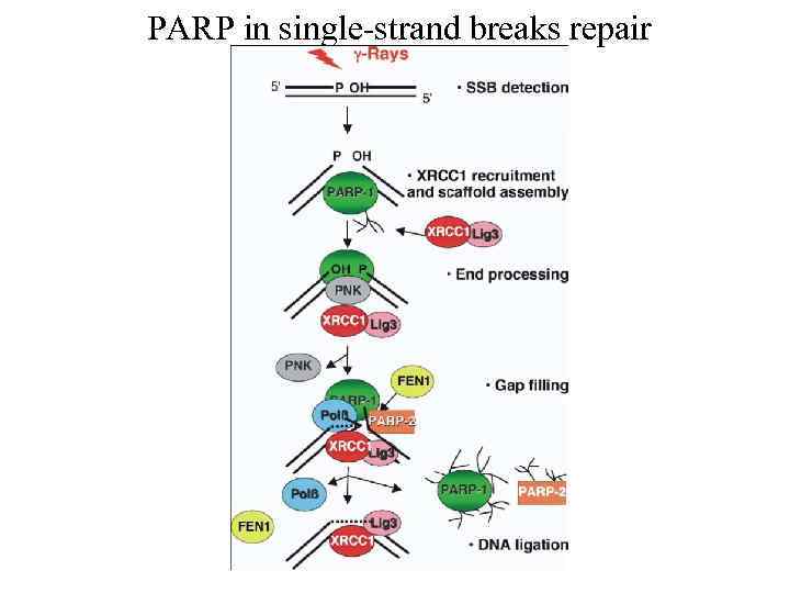 PARP in single-strand breaks repair 