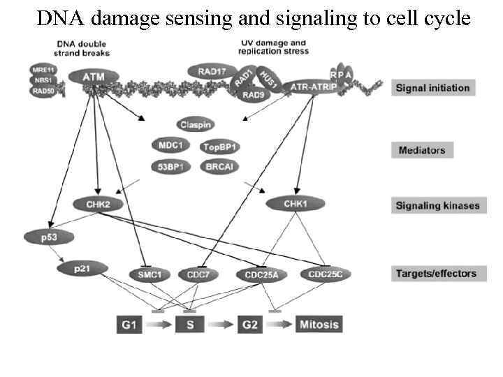 DNA damage sensing and signaling to cell cycle 