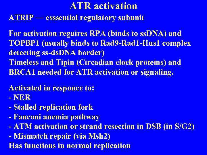 ATR activation ATRIP — esssential regulatory subunit For activation reguires RPA (binds to ss.