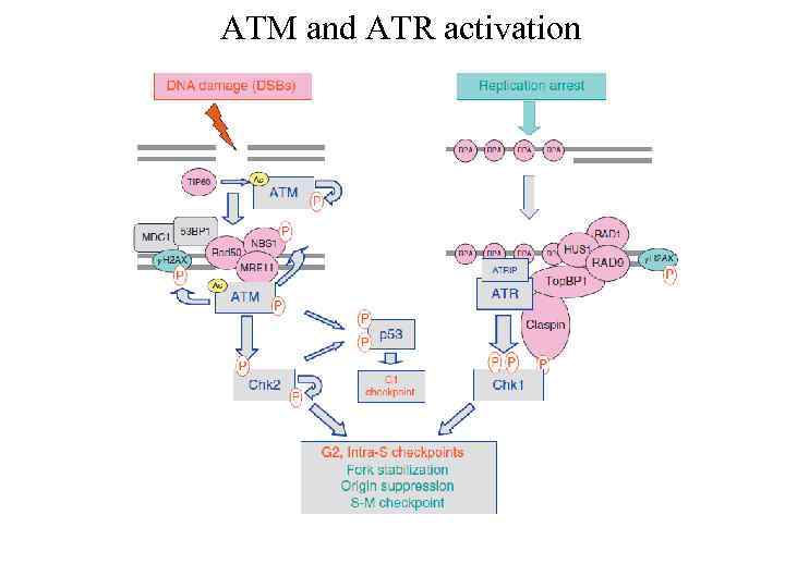 ATM and ATR activation 