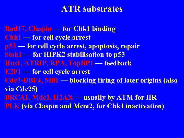 ATR substrates Rad 17, Claspin — for Chk 1 binding Chk 1 — for