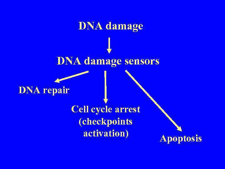 DNA damage sensors DNA repair Cell cycle arrest (checkpoints activation) Apoptosis 