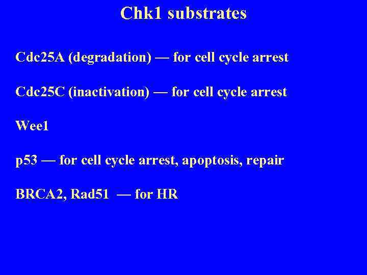 Chk 1 substrates Cdc 25 A (degradation) — for cell cycle arrest Cdc 25