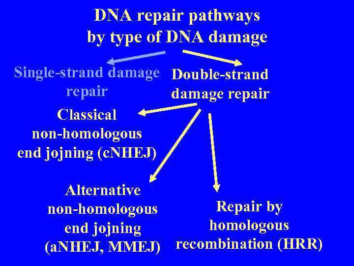 DNA repair pathways by type of DNA damage Single-strand damage Double-strand repair damage repair
