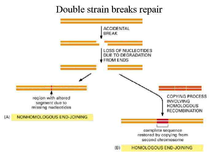 Double strain breaks repair 