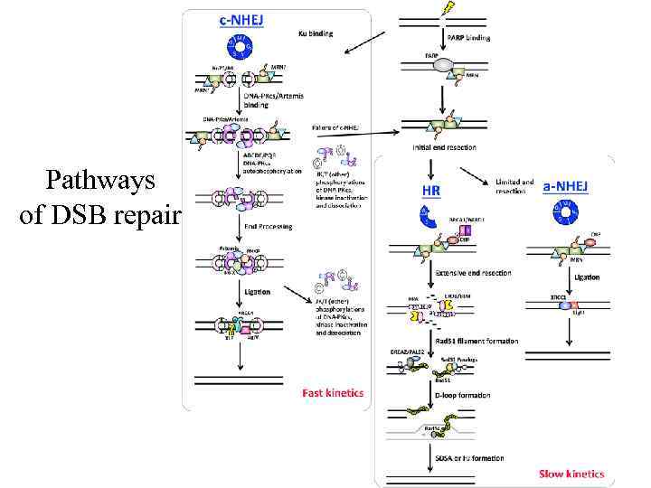 Pathways of DSB repair 
