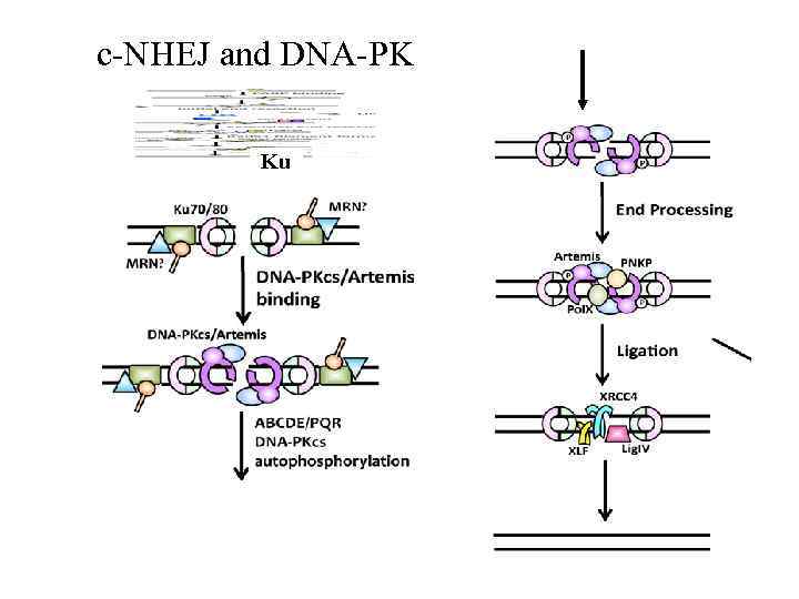 c-NHEJ and DNA-PK Ku 