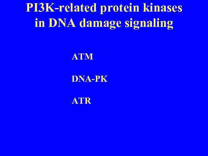 PI 3 K-related protein kinases in DNA damage signaling ATM DNA-PK ATR 