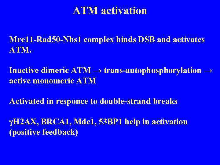 ATM activation Mre 11 -Rad 50 -Nbs 1 complex binds DSB and activates ATM.