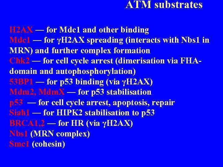 ATM substrates H 2 AX — for Mdc 1 and other binding Mdc 1
