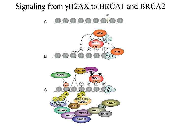 Signaling from γH 2 AX to BRCA 1 and BRCA 2 z 