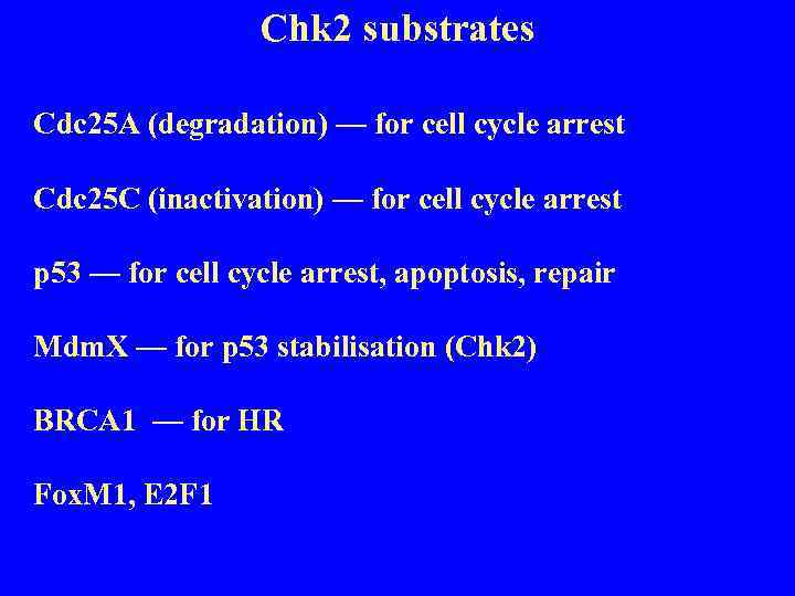 Chk 2 substrates Cdc 25 A (degradation) — for cell cycle arrest Cdc 25