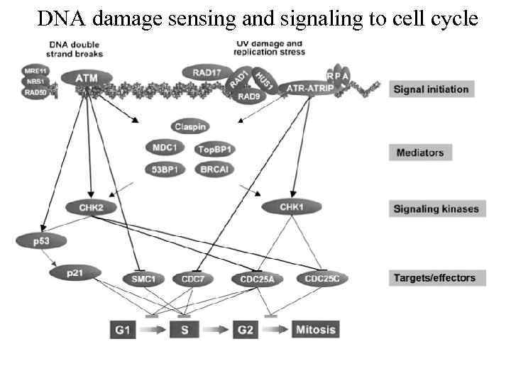 DNA damage sensing and signaling to cell cycle 