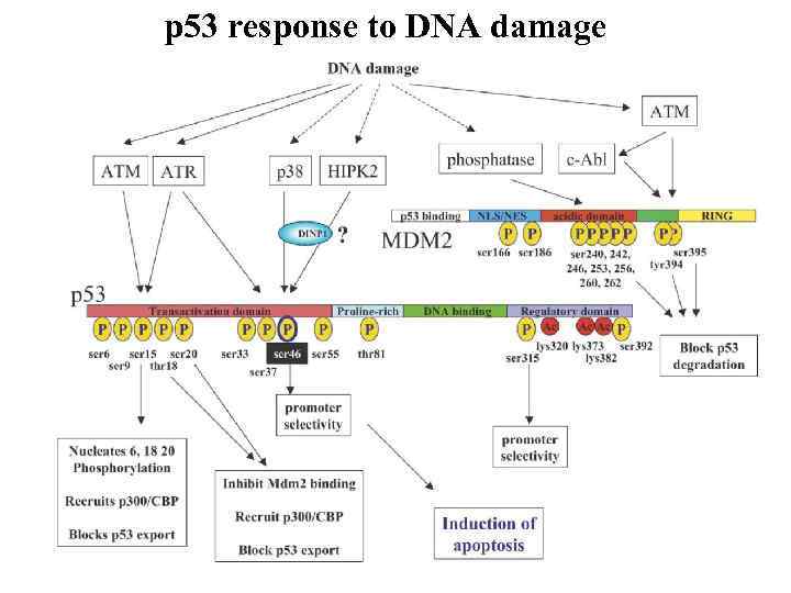 p 53 response to DNA damage 