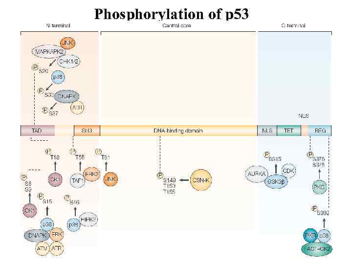 Phosphorylation of p 53 