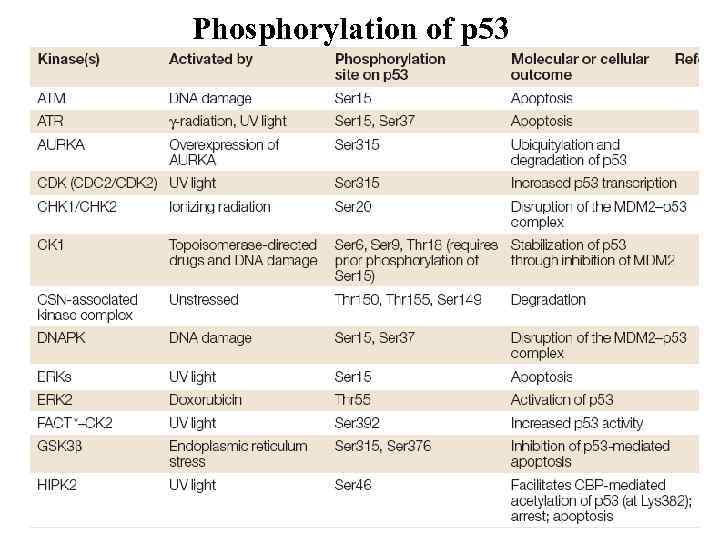 Phosphorylation of p 53 