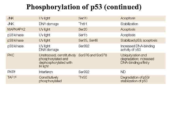 Phosphorylation of p 53 (continued) 