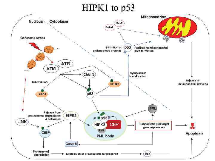 HIPK 1 to p 53 