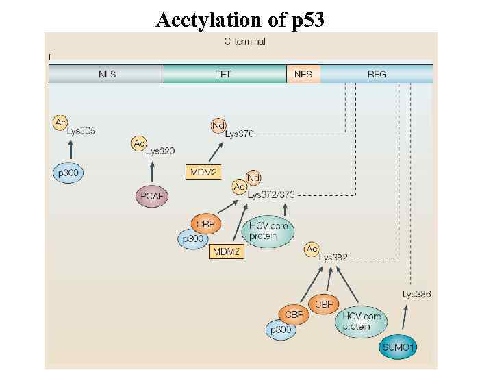 Acetylation of p 53 