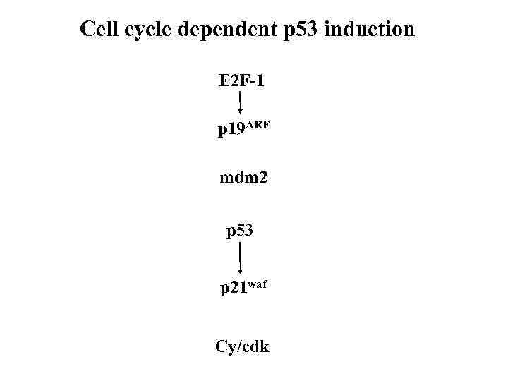 Cell cycle dependent p 53 induction E 2 F-1 p 19 ARF mdm 2