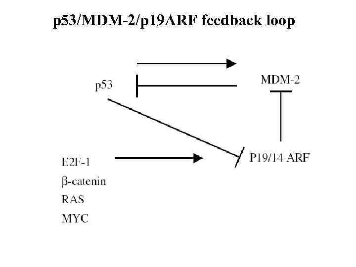 p 53/MDM-2/p 19 ARF feedback loop 