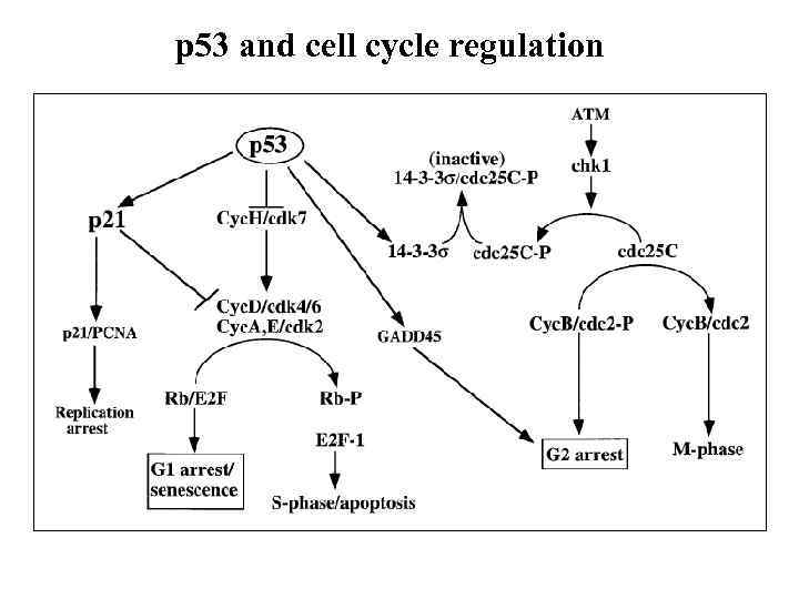 p 53 and cell cycle regulation 