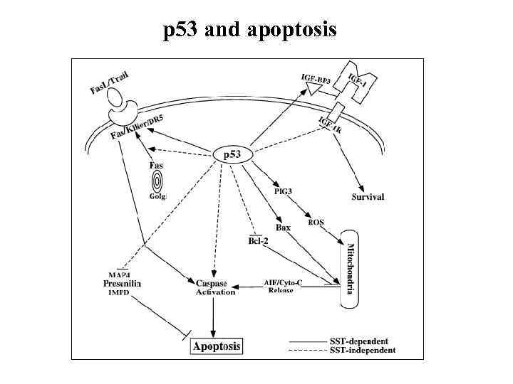 p 53 and apoptosis 