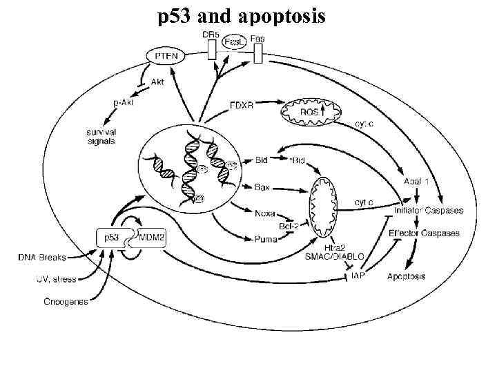 p 53 and apoptosis 