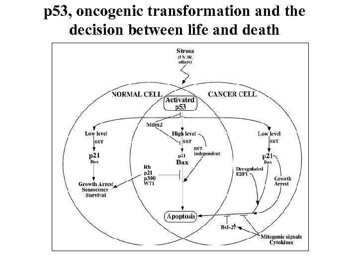p 53, oncogenic transformation and the decision between life and death 