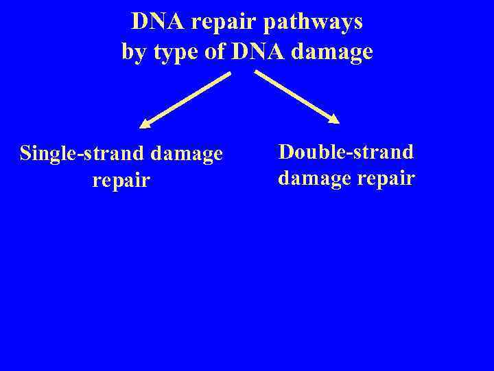DNA repair pathways by type of DNA damage Single-strand damage repair Double-strand damage repair