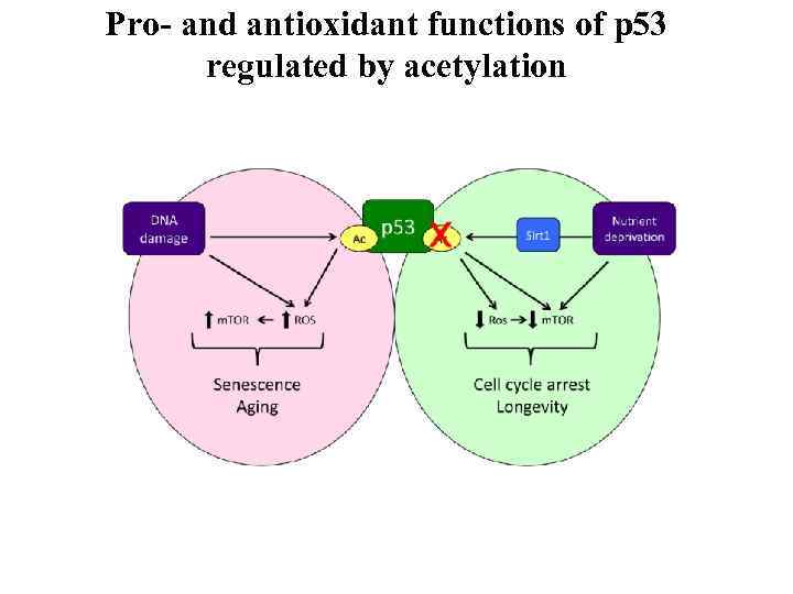 Pro- and antioxidant functions of p 53 regulated by acetylation 