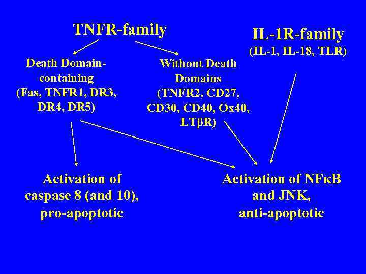 TNFR-family Death Domaincontaining (Fas, TNFR 1, DR 3, DR 4, DR 5) Activation of